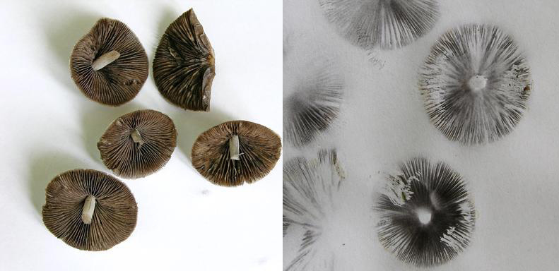 Psathyrella sp.da determinare.